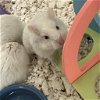 adoptable Hamster in  named Yeti