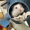 adoptable Hamster in  named Abominable