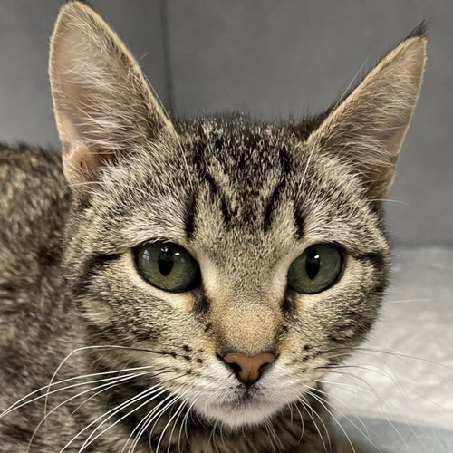 Tisha, an adoptable Domestic Short Hair in Kanab, UT