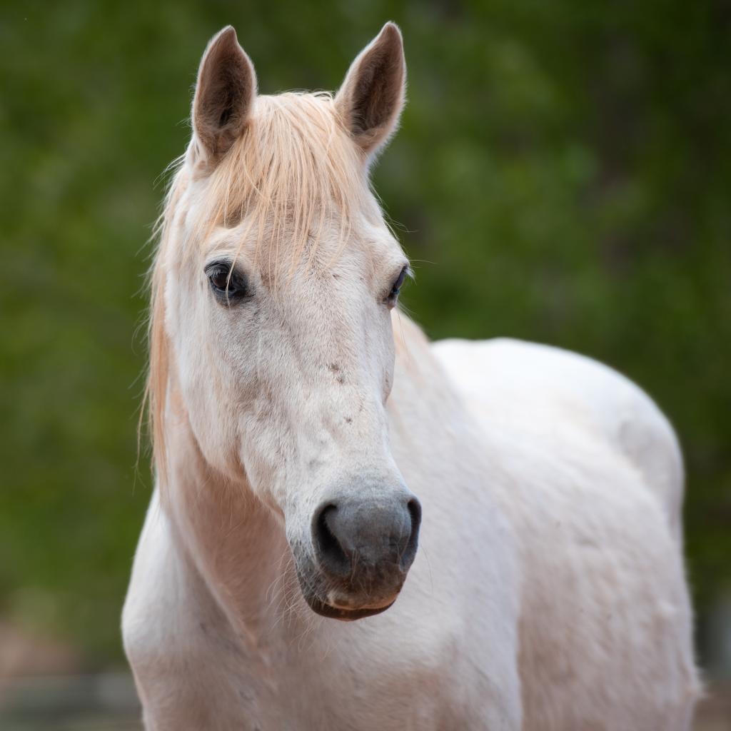 adoptable Horse in Kanab, UT named Hilda