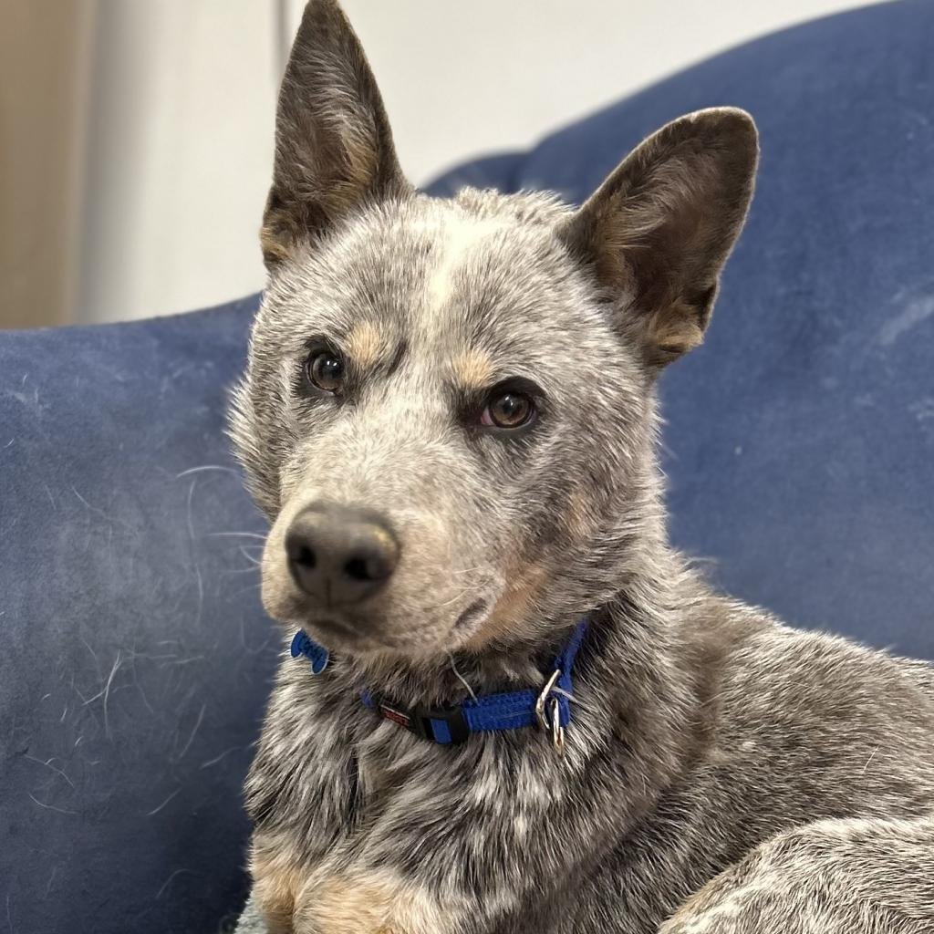 Eye Candy - Cattle Dog / Mixed