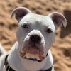 adoptable Dog in kanab, UT named Meeko