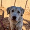 adoptable Dog in  named Honeydew
