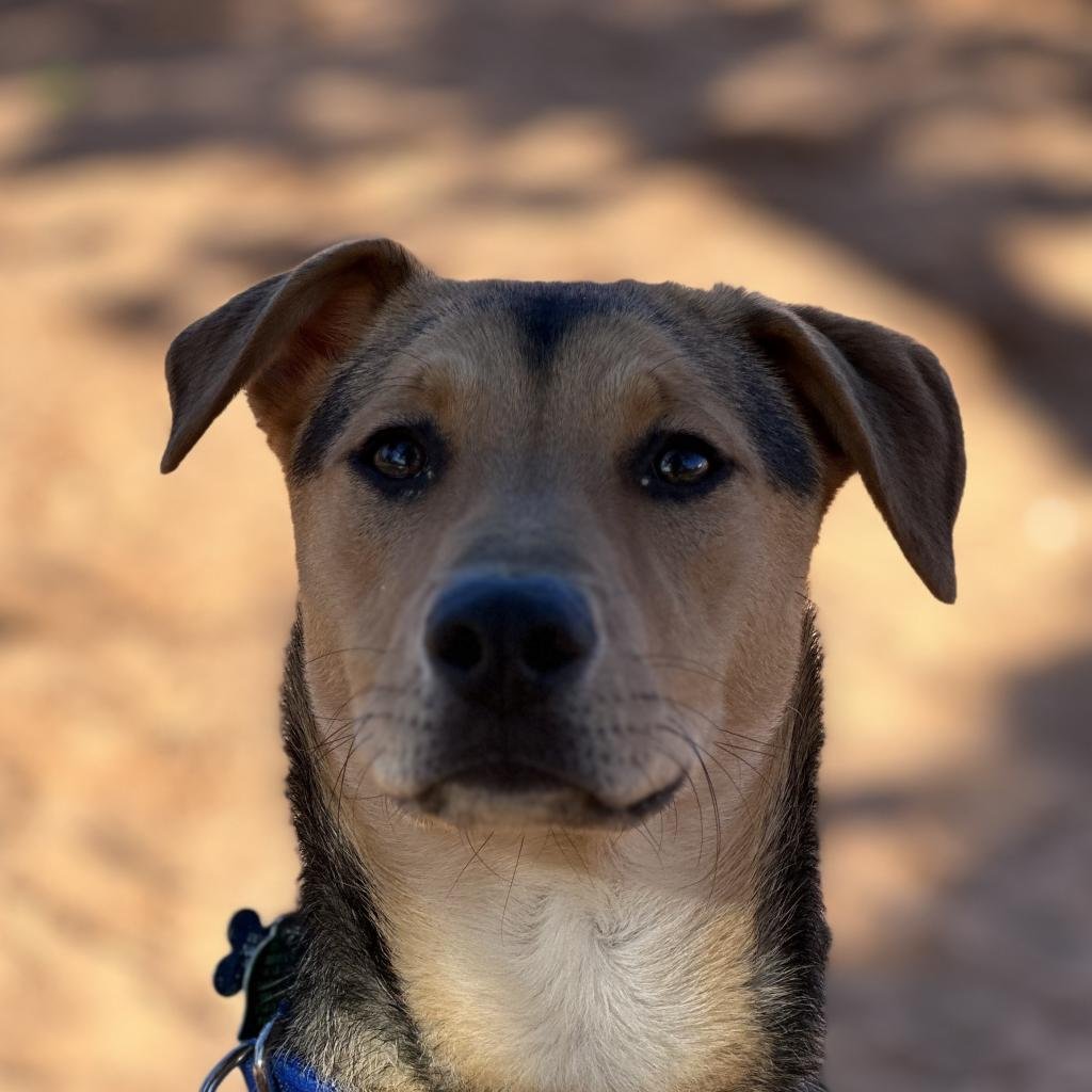 adoptable Dog in Kanab, UT named Lime