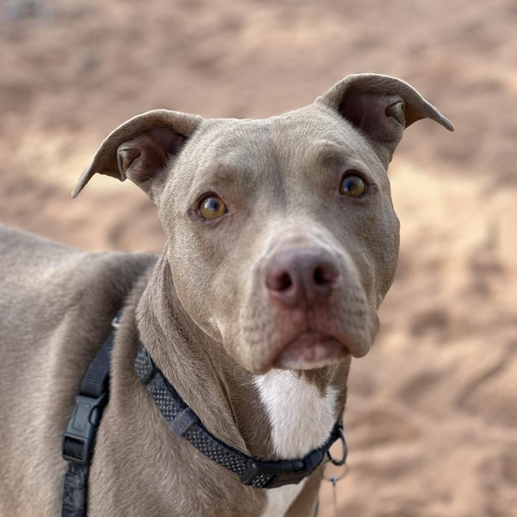 adoptable Dog in Kanab, UT named Izzie