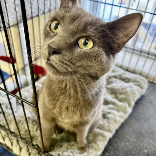 Nerf, Adult Domestic Short Hair, cat for adoption in Kanab, Utah