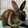 adoptable Rabbit in  named Jinx