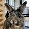 adoptable Rabbit in  named Trixie