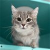 adoptable Cat in kanab, UT named Brashbee