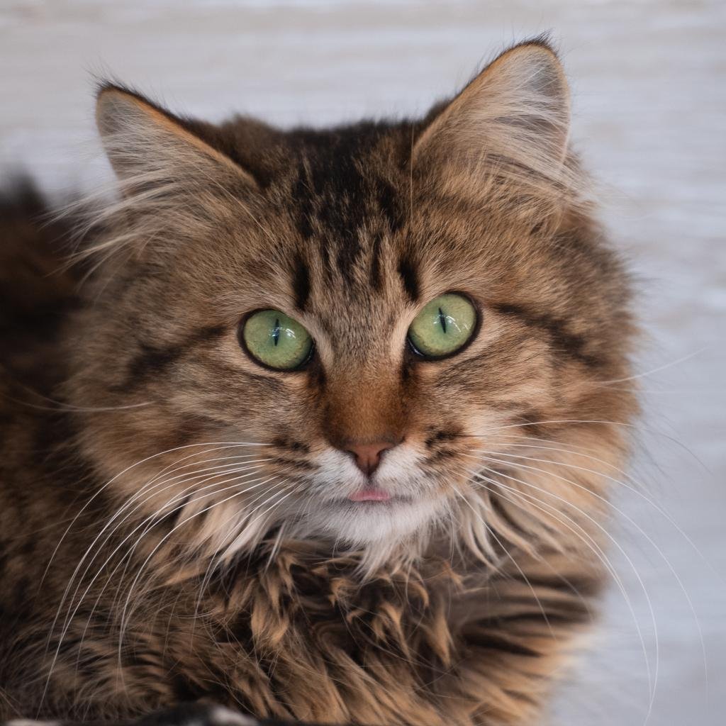 adoptable Cat in Kanab, UT named Sandwich