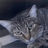 adoptable Cat in kanab, UT named Apple Sauce