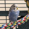 adoptable Bird in  named The Gentleman Pirate