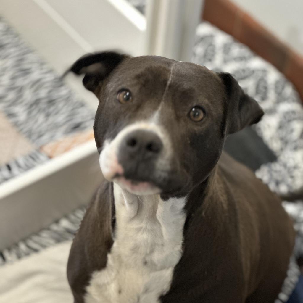 Philly - American Pit Bull Terrier / Mixed