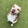adoptable Dog in  named Zizzo