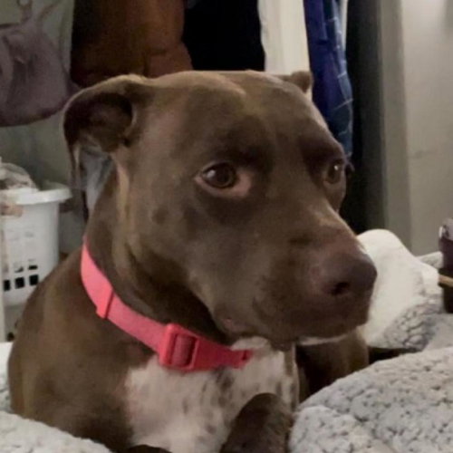 picture of the dog needing adoption