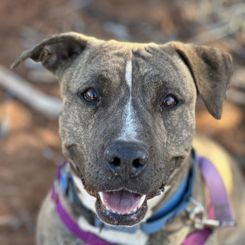 Lennie, an adoptable Pit Bull Terrier in Kanab, UT