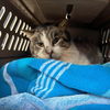 adoptable Cat in kanab, UT named Marvin