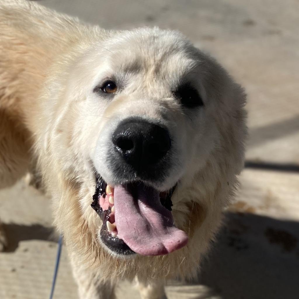 Avalanche - Great Pyrenees / Mixed