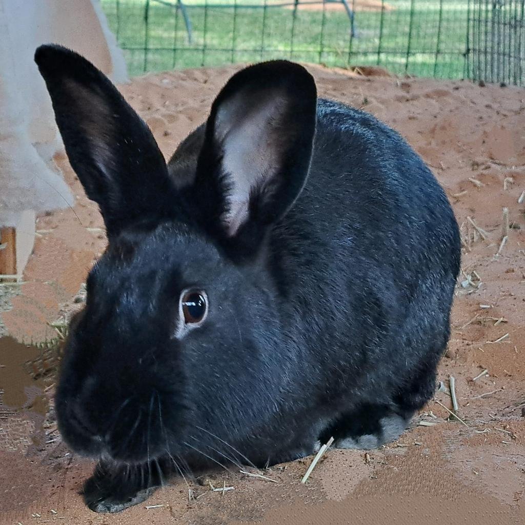 adoptable Rabbit in Kanab, UT named Bennett