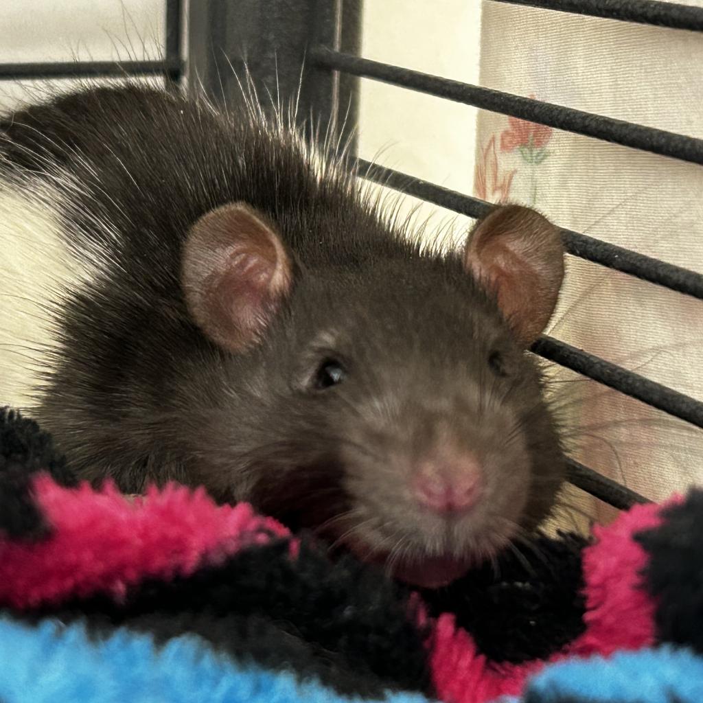 adoptable Rat in Kanab, UT named Maple