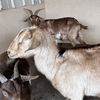 adoptable Goat in  named Meadow