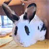 adoptable Rabbit in  named Alyssa