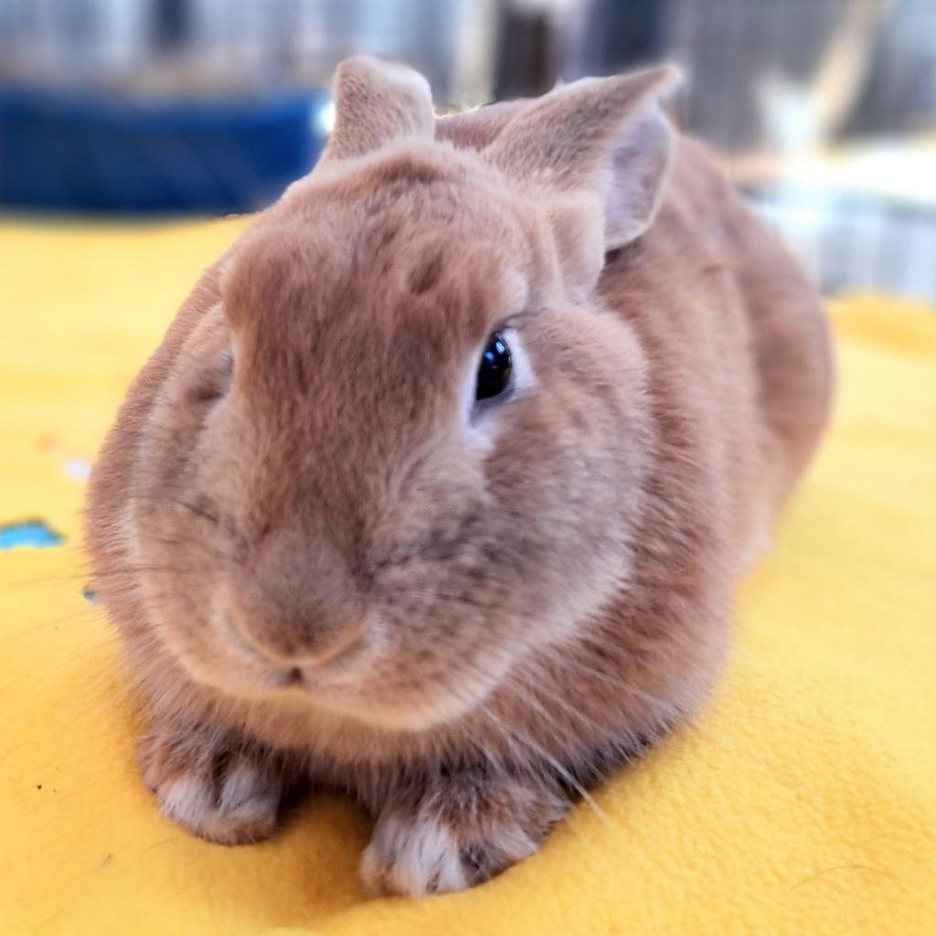 adoptable Rabbit in Kanab, UT named Marmalade