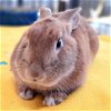 adoptable Rabbit in  named Marmalade