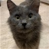 adoptable Cat in  named Aberdeen