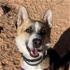 adoptable Dog in kanab, UT named Ridley