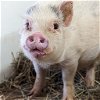 adoptable Pig in kanab, UT named Brooke