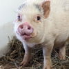 adoptable Pig in  named Brooke