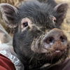 adoptable Pig in  named Albert