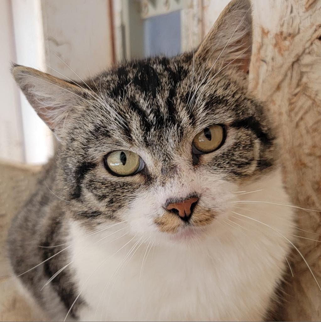 adoptable Cat in Kanab, UT named Anselmo