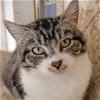 adoptable Cat in kanab, UT named Anselmo