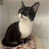 adoptable Cat in kanab, UT named Peggy Sue