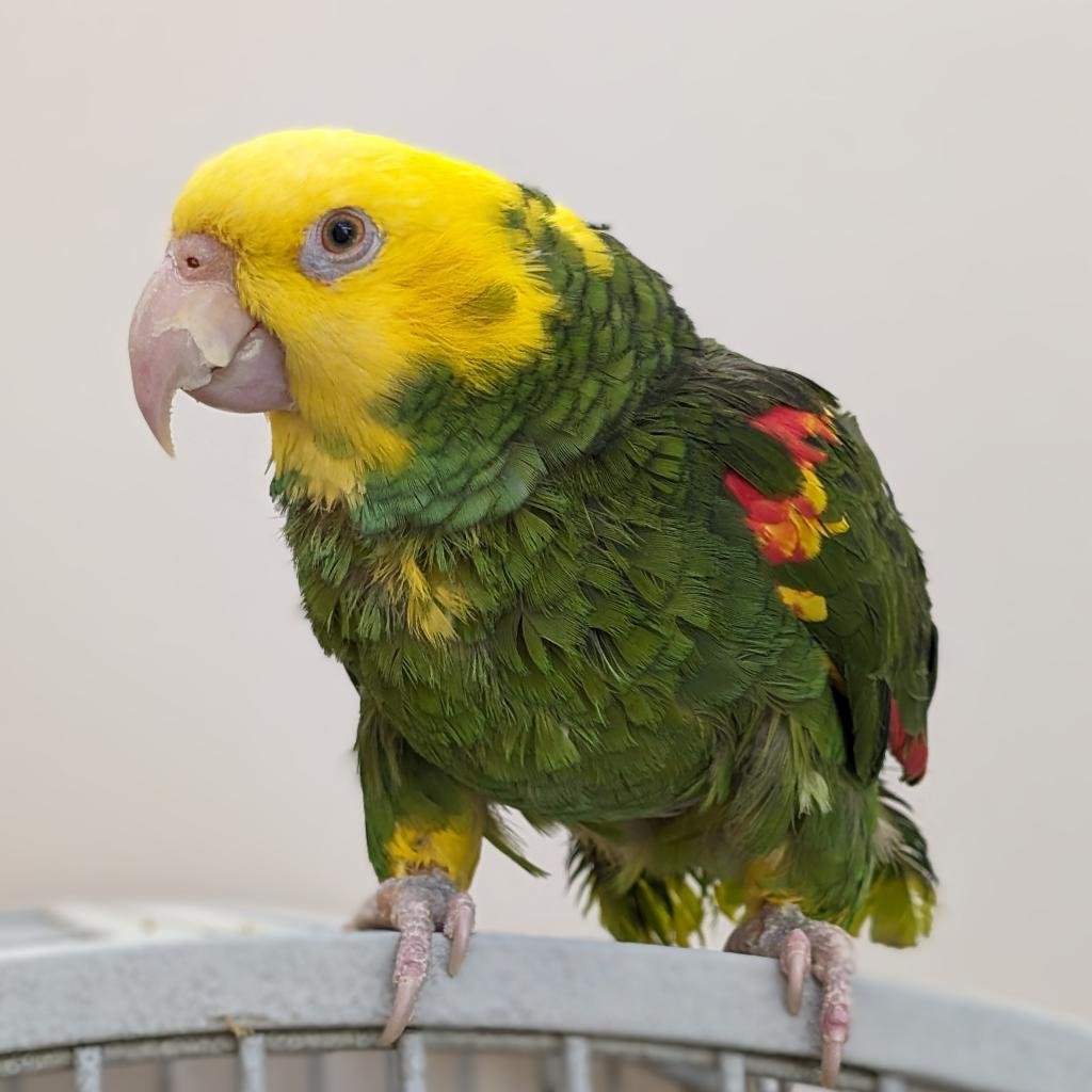 adoptable Bird in Kanab, UT named Sunny