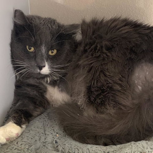 Thunder, Adult Domestic Medium Hair, cat for adoption in Kanab, Utah