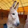 adoptable Donkey in , UT named Jack