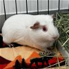 adoptable Guinea Pig in  named Taylor