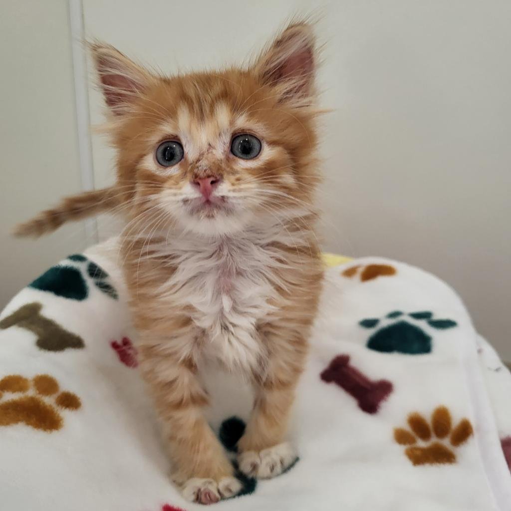 adoptable Cat in Kanab, UT named Sailor