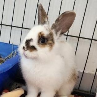 adoptable Rabbit in Kanab, UT named Martin