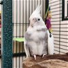 adoptable Bird in kanab, UT named Bridget