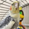 adoptable Bird in  named Billy the Kid