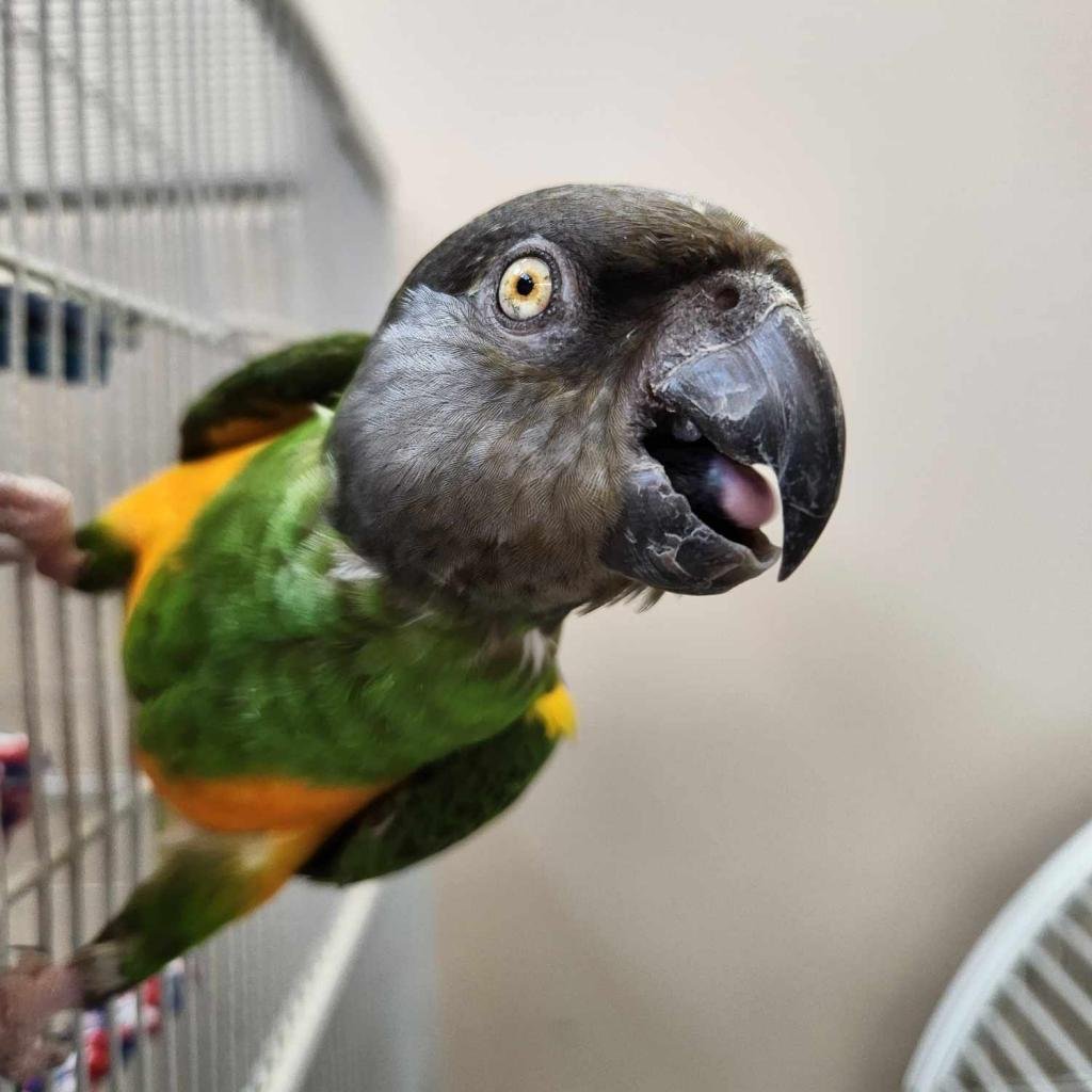 Kevin - Parrot Other