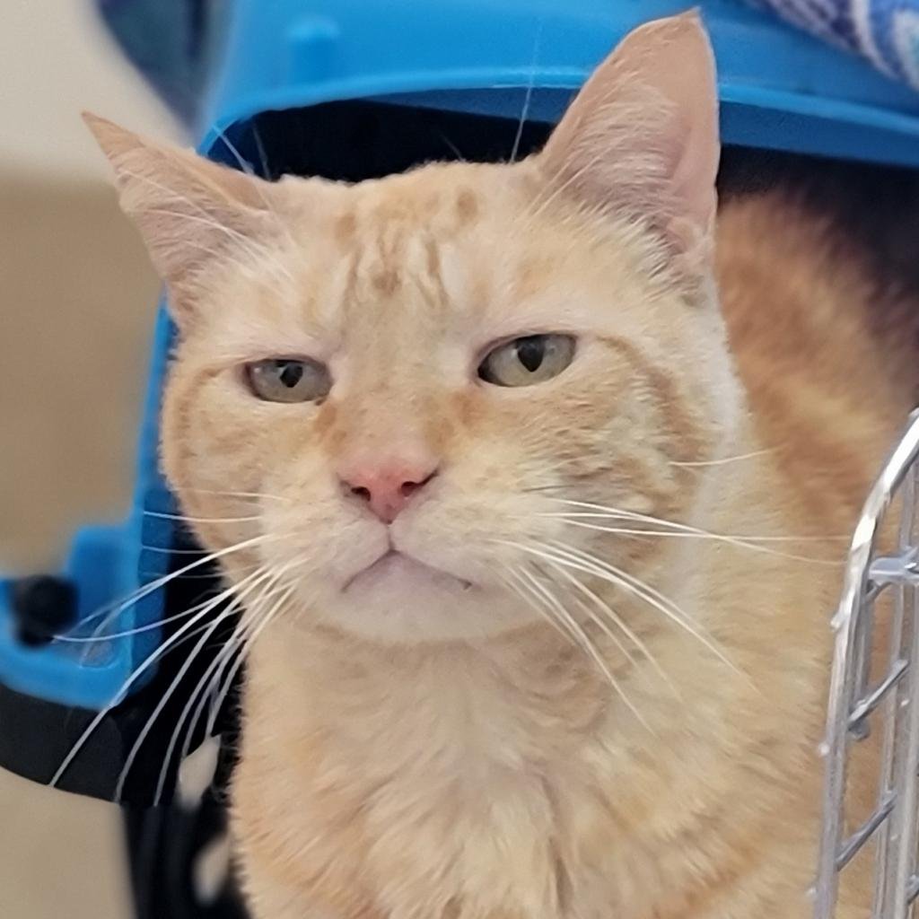 adoptable Cat in Kanab, UT named Philip