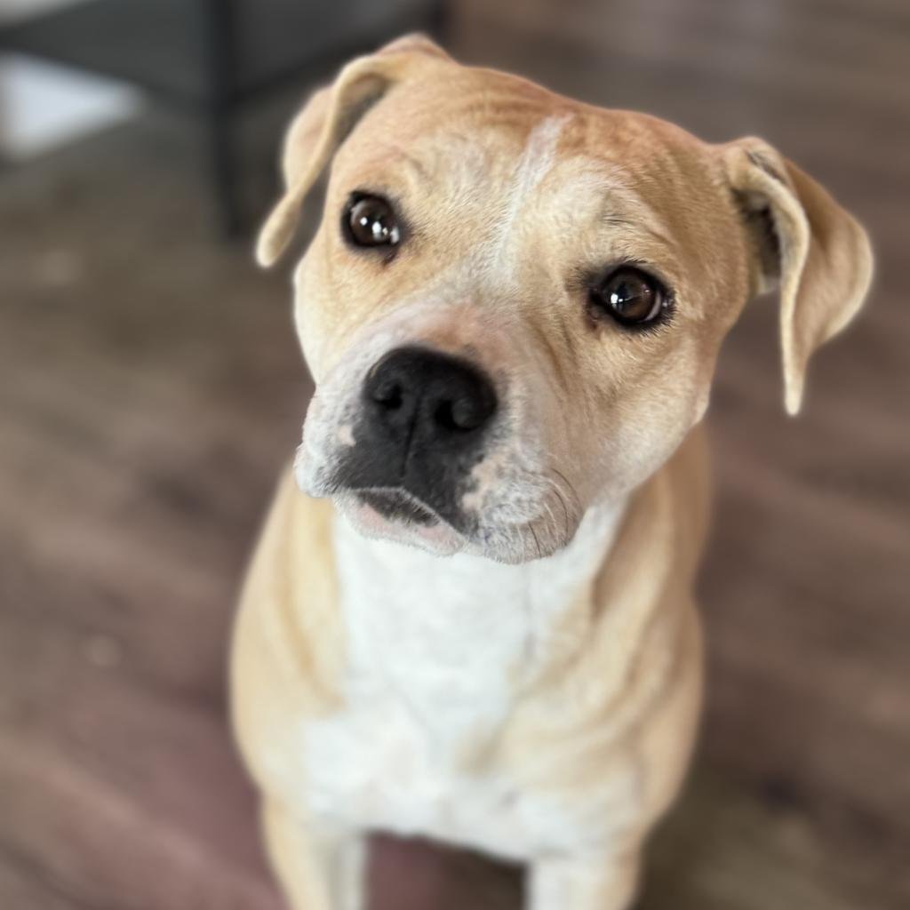 Ms. Frizzle - Pit Bull Terrier / Mixed
