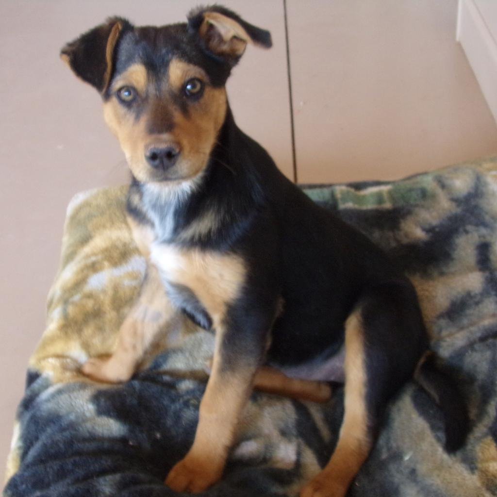 Moppet - Cattle Dog / Mixed