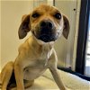 adoptable Dog in  named Bryce Tropic