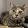 adoptable Cat in  named Greywolf
